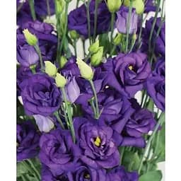 Еустома махрова "Mariachi Blue" укорінена в контейнері Р9 (50465) 1 саженец