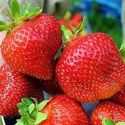 Саженец Agro-Market Клубника Азия (Asia) (средне-ранний срок созревания, крупноплодный сорт) 5 шт. в упаковке (36949)