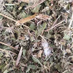 100 г посконник/сидач пурпурний трава сушеная - свежий урожай