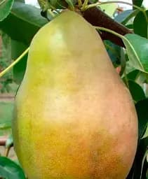 Саджанець Agro-Market Груша Сілк Кінг (літній сорт, ранній термін дозрівання) 1 шт. в упаковці (40014)