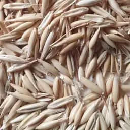 100 г овес посевной семена - свежий урожай