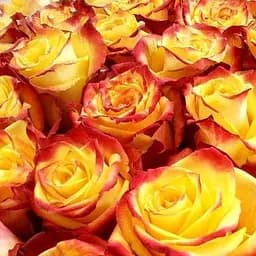 Троянда чайно-гібридна Agro-Market Тутті-Фрутті саджанець класу АА+ вищий сорт 1 шт. в упаковці (36019)