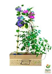 Саджанець Agro-Market Клематис 3-х річний My Beauty С2 (61677) - мініатюра 3
