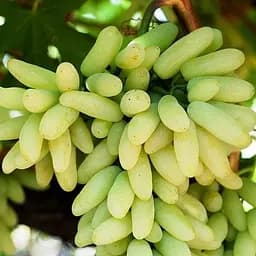 Саженец Agro-Market Виноград кишмиш Ламборджини (ранний сладкий сорт селекции США) 1 шт. в упаковке (158312)