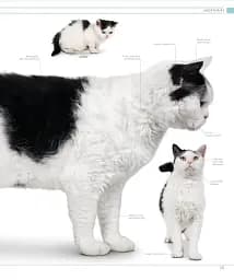The Cat Encyclopedia - мініатюра 15