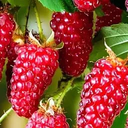 Малинно-ежевичный гибрид Agro-Market "Ред Даймонд" (ранний срок созревания)  (186591) 1 саженец в упаковке