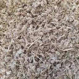 100 г морковь дикая семена сушеные - свежий урожай