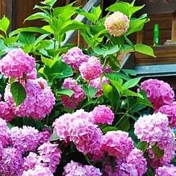 Саженец Agro-Market Гортензия крупнолистая розовая Балмер (Balmer) (38421)