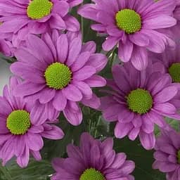 Хризантема кущова середньоквіткова "Jackson Pink" (189667) 1 саженец