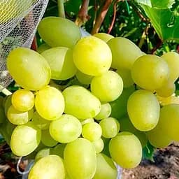 Саджанець Agro-Market Виноград Принцеса (кишмиш, середній термін дозрівання, має тривалий термін зберігання ягід) 1 шт. в пакуванні (48712)