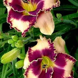 Цибулина Agro-Market Лілійник Spacecoast Eye Declare 1 шт. в упаковці (181043) 