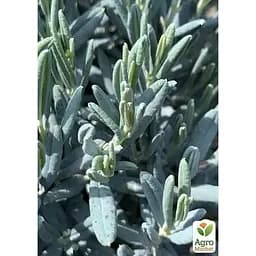 Саджанець Agro-Market Лаванда пестролиста Platinum Nico (контейнер № 10 висота 10-15 см) (50356) - мініатюра 3
