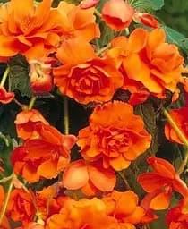 Клубень Agro-Market Бегония ампельный Каскад оранжевый 1 шт. (23412)