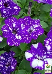 Петунія ампельна "Special Blue Splash" (контейнер №10 висота 10-15см) (49132) 1 саженец - мініатюра 2