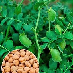 Нут "Триумф" ТМ "Весна" 100г (179229)