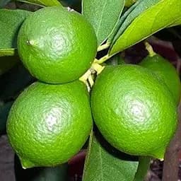 Саженец Agro-Market Лайм Таити (укорененного черенка) (48332) 1 шт. в упаковке