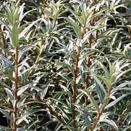 Саженец Agro-Market Облепиха 2-летняя Лебедь укоренена в контейнере (мальчик-опылитель) 1 шт. в упаковке (182548)