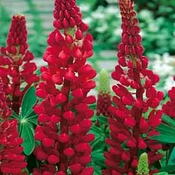 Люпин "Legendary Red Shades" (вазон Р9) (189547) 1 саженец