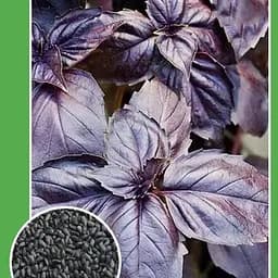 Насіння Agro-Market Базилік Фіолетовий Великий пакет 1.5 г (32669)