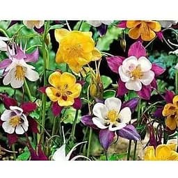 Аквилегия "Водосбор" Весна 0.1г (12133)