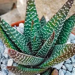 Саженец Agro-Market Хавортия (сукулент) Royal Highness высота растения 10 см (178701) 1 шт. в упаковке (комнатный)