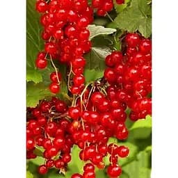 Саджанець Agro-Market Порічка (смородина) червона Августус (пізній термін дозрівання) 1 шт. в упаковці (23391)