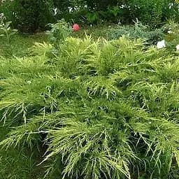 Ялівець середній "Mordigan Gold" (ком/сітка) діаметр 60-80 см (188434) 1 саджанець