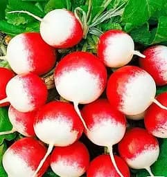 Насіння Весна Редис Ніколь Органік у банці 20 г (177894)