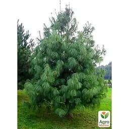 Саджанець Agro-Market Сосна гімалайська 5-ти річна Griffithii С3, висота 40-50см (115781) - мініатюра 3