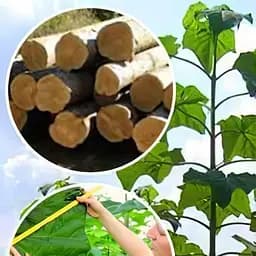 Саджанець Agro-Market Павловнія для деревини Paulownia Shan Tong (Морозостійкий Superhybrid 33С) (50583)