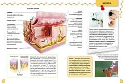 Про тіло людини Енциклопедія для допитливих - мініатюра 2