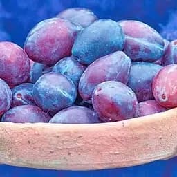 Саджанець Agro-Market Слива Хаганта (39982) 1 шт. в упаковці