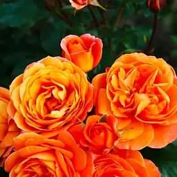 Троянда флорибунда Agro-Market Фенікс саджанець класу АА+ вищий сорт 1 шт. в упаковці (120461)