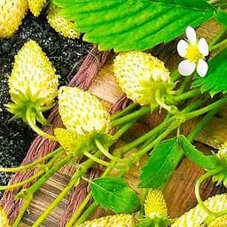 Саджанець Agro-Market Суниця ремонтантна Білий лотос горщик P9 1 шт. в пакуванні (116171)