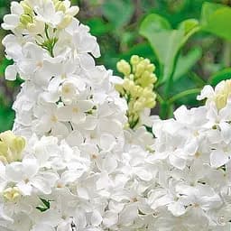 Саджанець Agro-Market Бузок зеленувато-білий Жанна д'Арк (Jeanne D'Arc) (42962)