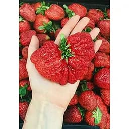 Саджанець Agro-Market Полуниця Богота (Bogota) 5шт (пізній термін дозрівання, великоплідний сорт) (44710)