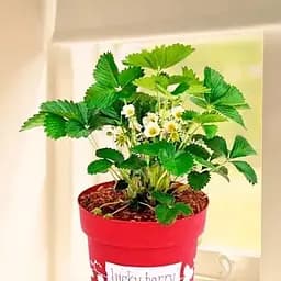 Саджанець Agro-Market LMTD Полуниця Lucky Berry (висота 20-30 см, горщик С5) ремонтантна 2-х річна 5 саджанців (180020)