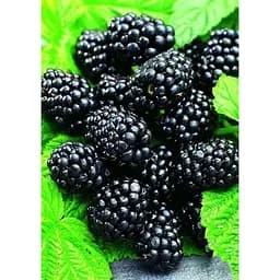 Саженец Agro-Market Ежевика ранняя (самый вкусный сорт в мире!) Небеса могут подождать (Heaven Can Wait) 1 шт. в упаковке (36262)