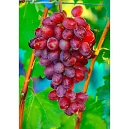 Саджанець Agro-Market Виноград Андрюша 1 шт. в упаковці (36264)