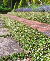 Саженец Agro-Market Кизильник стелющийся Queen of Carpets 1 шт. в упаковке (177558)