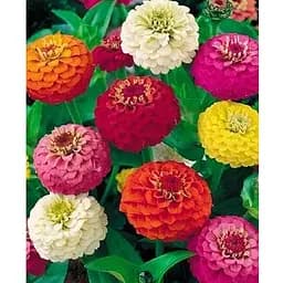 Циния "Карликовая" смесь (Зипер) Весна 1г (19350)