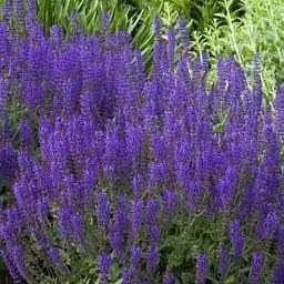 Шавлія Дубравна Sensation Medium Violet (189116) 1 саженец