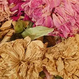 100 г пион цвет сушеный - свежий урожай
