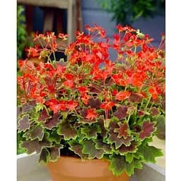 Пеларгонія строкатолиста "Toscana Choсolate" (185486) 1 саженец