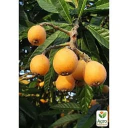 Саджанець Agro-Market Мушмула Японська (літній сорт) (25575) - мініатюра 3