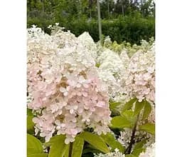 Саджанець Agro-Market Гортензія 3-х річна волотиста Magical Sweet Summer (183335) 1 шт. в упаковці