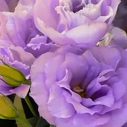 Эустома махровая "Mariachi Lavender" укоренена в контейнере Р9 (51991) 1 саженец