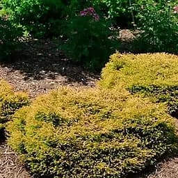 Туя западная Golden Tuffet вазон C2 высота 15-20 см (188074) 1 саженец в упаковке