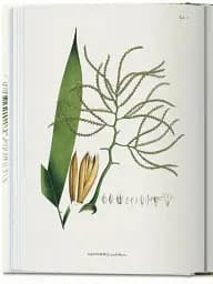 The Book of Palms - мініатюра 3