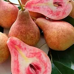 Груша Весільна Agro-Market укорінена в контейнері саджанець 2 роки 186586 1 саджанець в упаковці